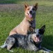 cattle dogs